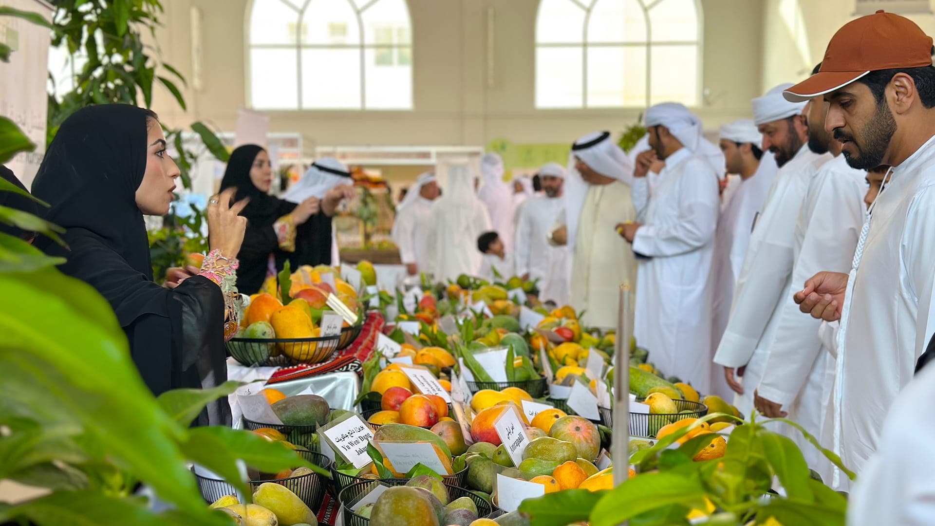 مانغو خورفكان ...مهرجان من 150 صنفاً